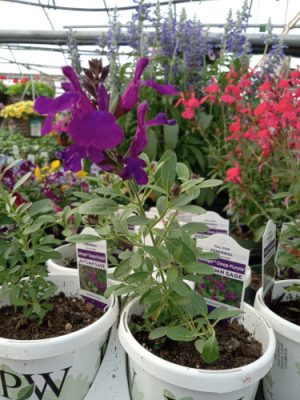 Variety of plants in a greenhouse