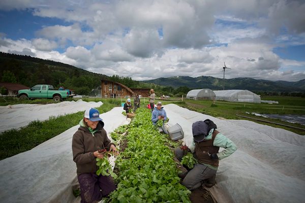 People working in a garden.