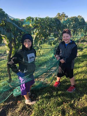 Canyon Vineyard & Events, located southwest of Wheatland in Sybille Canyon, hosts a pick-your-own celebration each September. Area residents pick grapes for jams, jellies, and winemaking, and there are a variety of activities for families.
