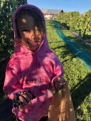 Young and old alike pick grapes at Canyon Vineyard & Events each September. The grape varieties at the vineyard are great for jams, jellies, and winemaking.