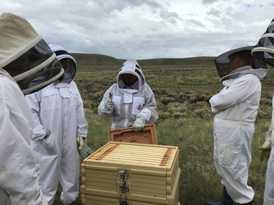 Beekeepers around a hive
