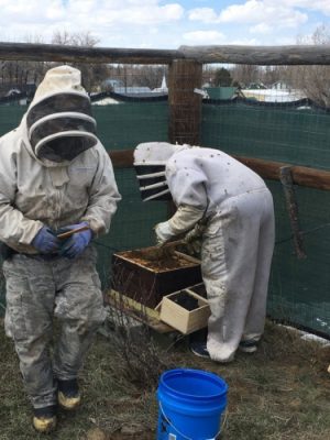Beekeepers working with a hive.