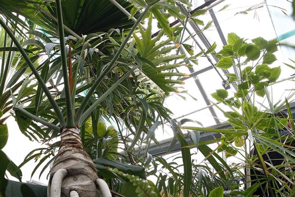 Tropical plants in a greenhouse