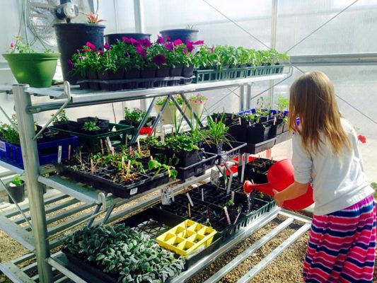 Girl watering plants in a greenhouse