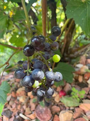 Members of the Casper Garden Club host educational meetings and garden tours, and also enjoy gardening themselves. Among the many plants they grow are grapevines.