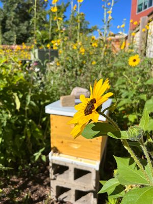 Sunflower and bee hive in garden