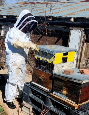 Person working with bees
