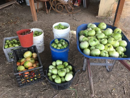 Tomatoes in various containers