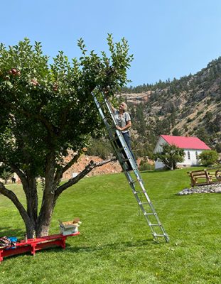 Woman picking apples.