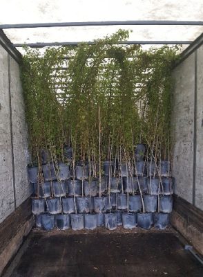 Tree saplings in a truck