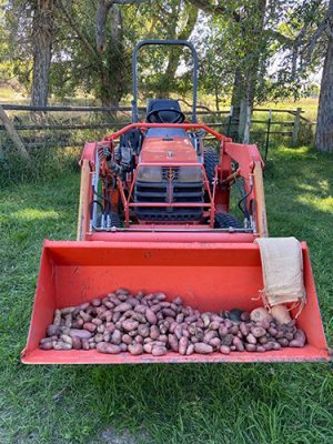 Loader with potatoes