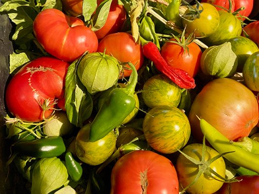 Tomatoes and tomatillos