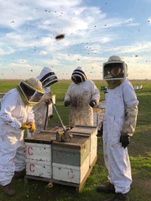 Four beekeepers working on a white bee box.