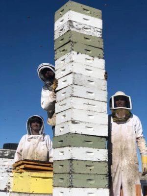 Beekeepers with a stack of bee boxes