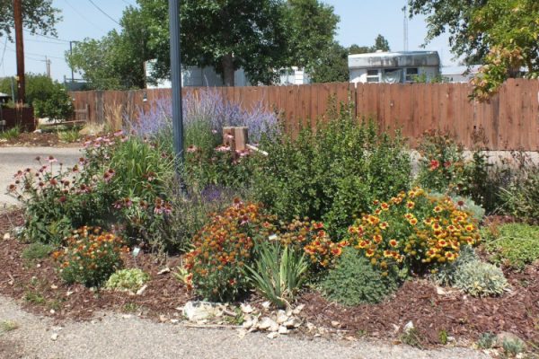 flower garden with red and yellow flowers