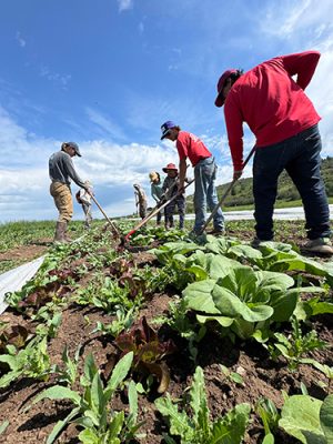 Cosmic-Apple-Gardens-1-500h People working in a garden
