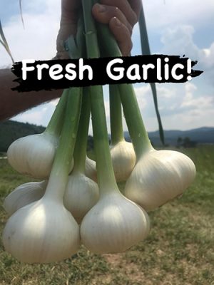 Cosmic-Apple-Gardens-2-500h Fresh garlic