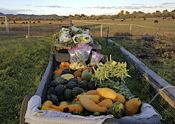 Fresh produce in a wagon