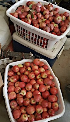 Baskets of apples