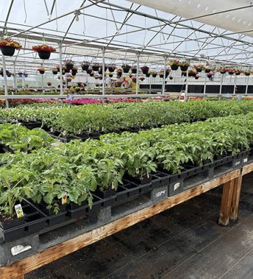 Potted plants in a greenhouse