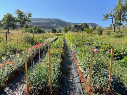 Produce growing in fields.