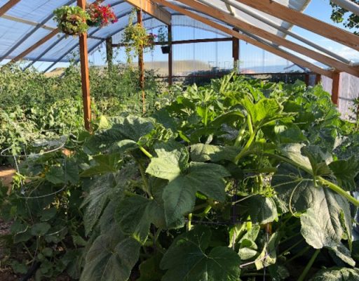 Plants growing in greenhouse