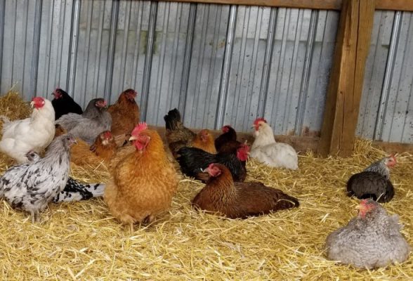 Chickens resting in straw