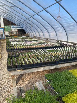 Doggett Greenhouse in Encampment offers a variety of vegetable starts each spring, ripe tomatoes and peppers in late summer, and flowers, trees, and shrubs.