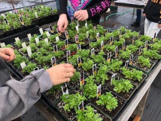 Plant starts in a greenhouse