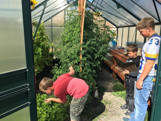 Students in a greenhouse smelling mint leaves