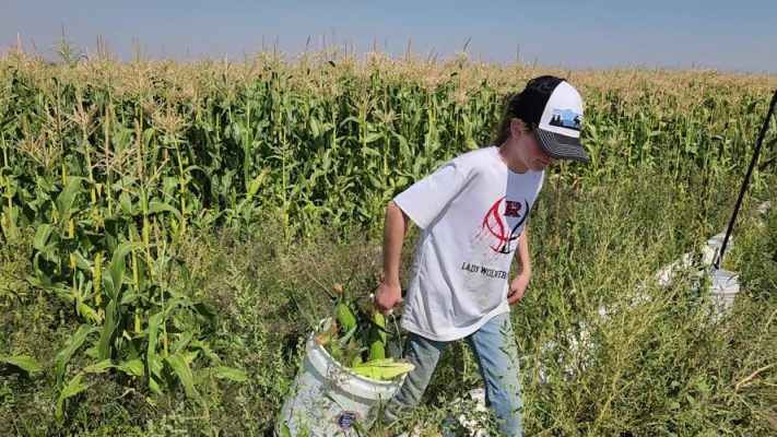 Person working in corn field.