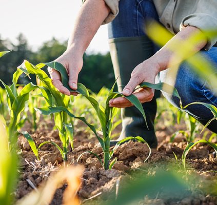 Person working in a garden