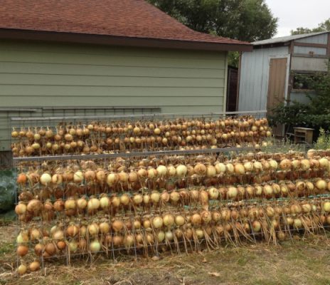 Racks of onions
