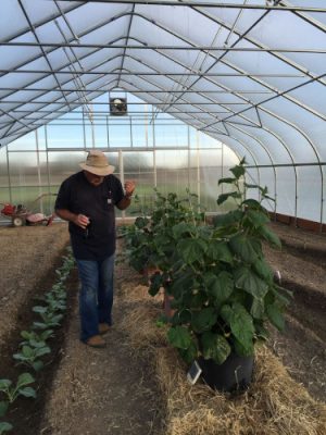 Onions growing in a greenhouse.