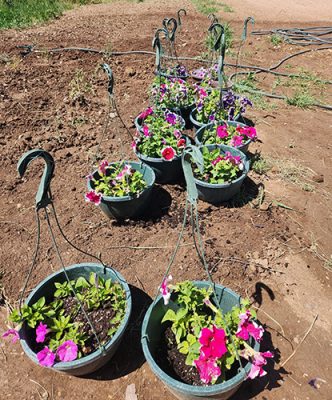 Hanging baskets of flowers