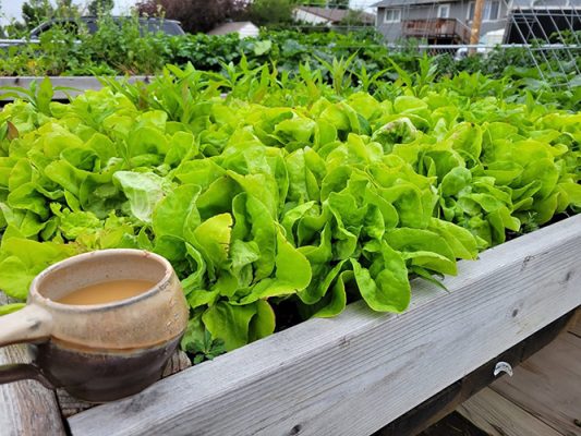 Lettuce in a raised bed