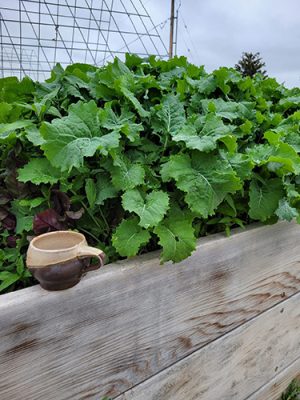 Lettuce in a raised bed