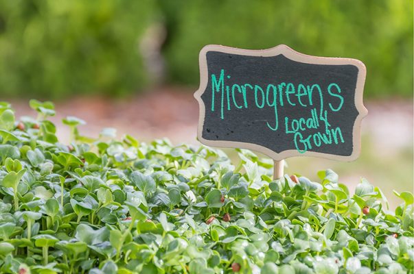 Microgreens