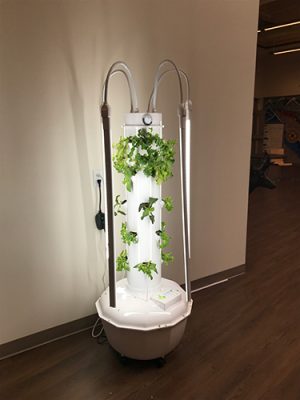 Plants growing under a grow light
