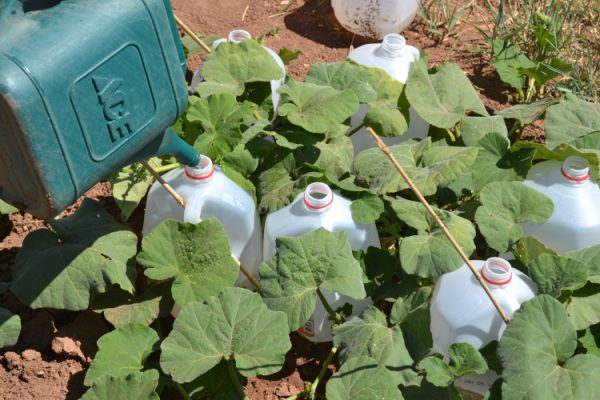 Milk jugs watering a garden.