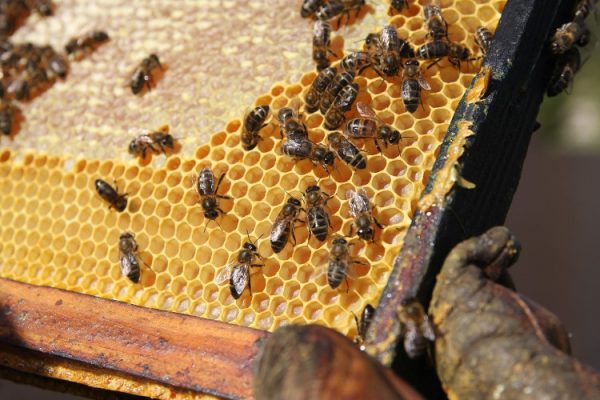 Bees working in a hive