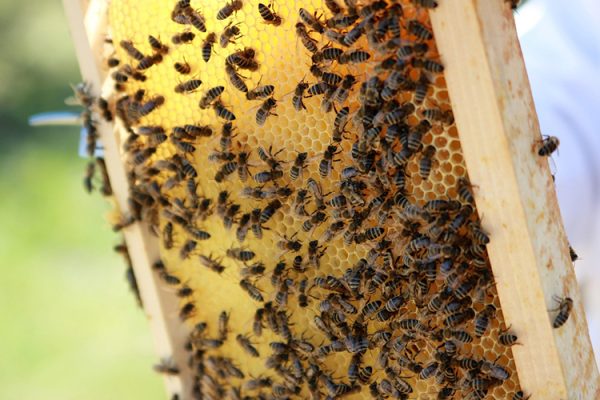 Bees on honey comb