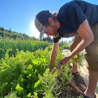 Man harvesting vegetables
