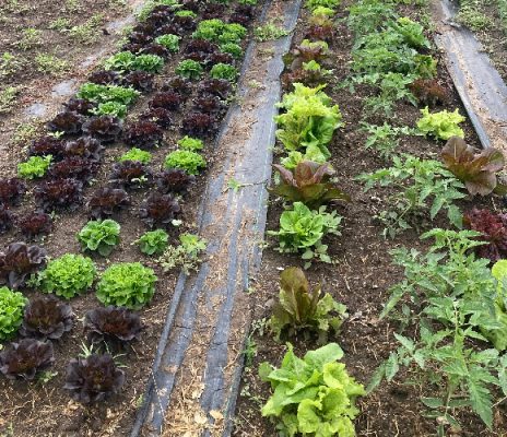 Plants growing in a garden