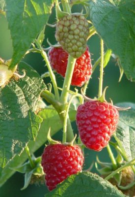 Raspberries growing on plants