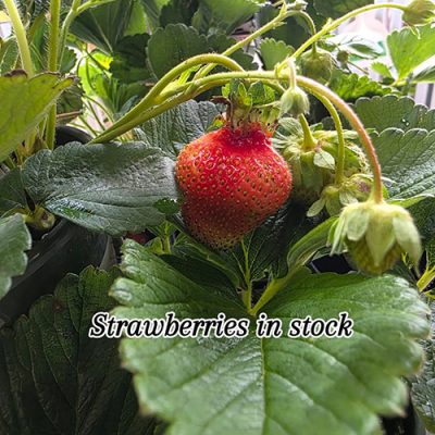 Strawberry