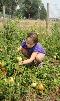 Young girl picking vegetables