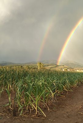 Rainbows over a garden.