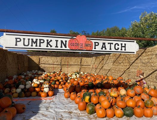 Pumpkin patch sign and pumpkins