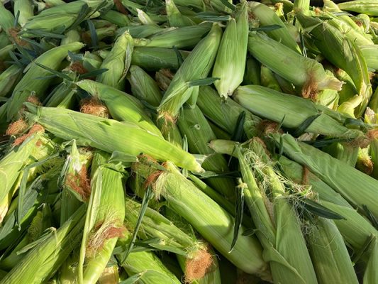 Ears of corn